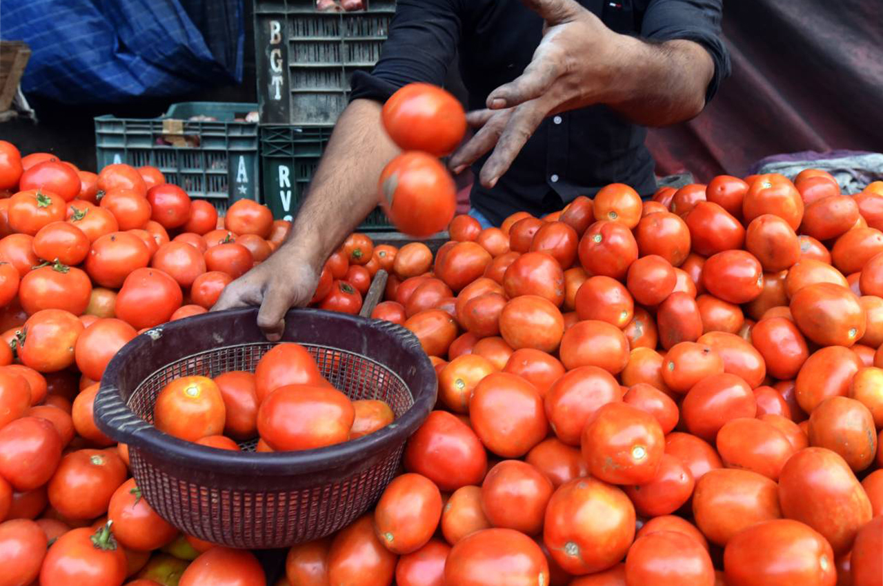 अत्यधिक विषादी भेटिएपछि कैलालीमा एक क्विन्टल गोलभेँडा नष्ट गरियो