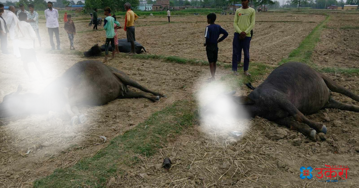 खेतमा चरीरहेका पाँच भैँसी र एक राँगा अचानक ढले