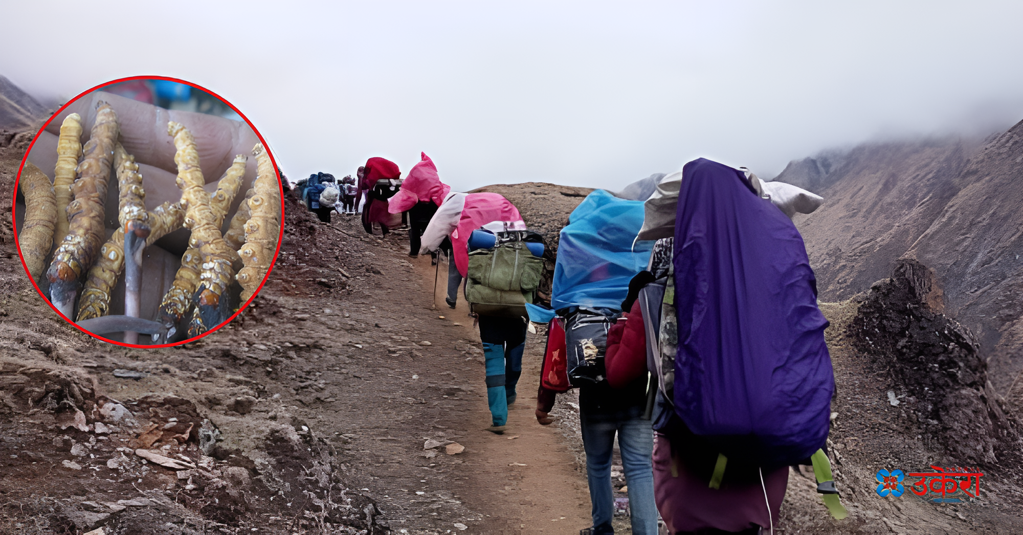 मुगुको पाटन क्षेत्रमा विना अनुमति यार्सा संकलन गर्नेको लर्को