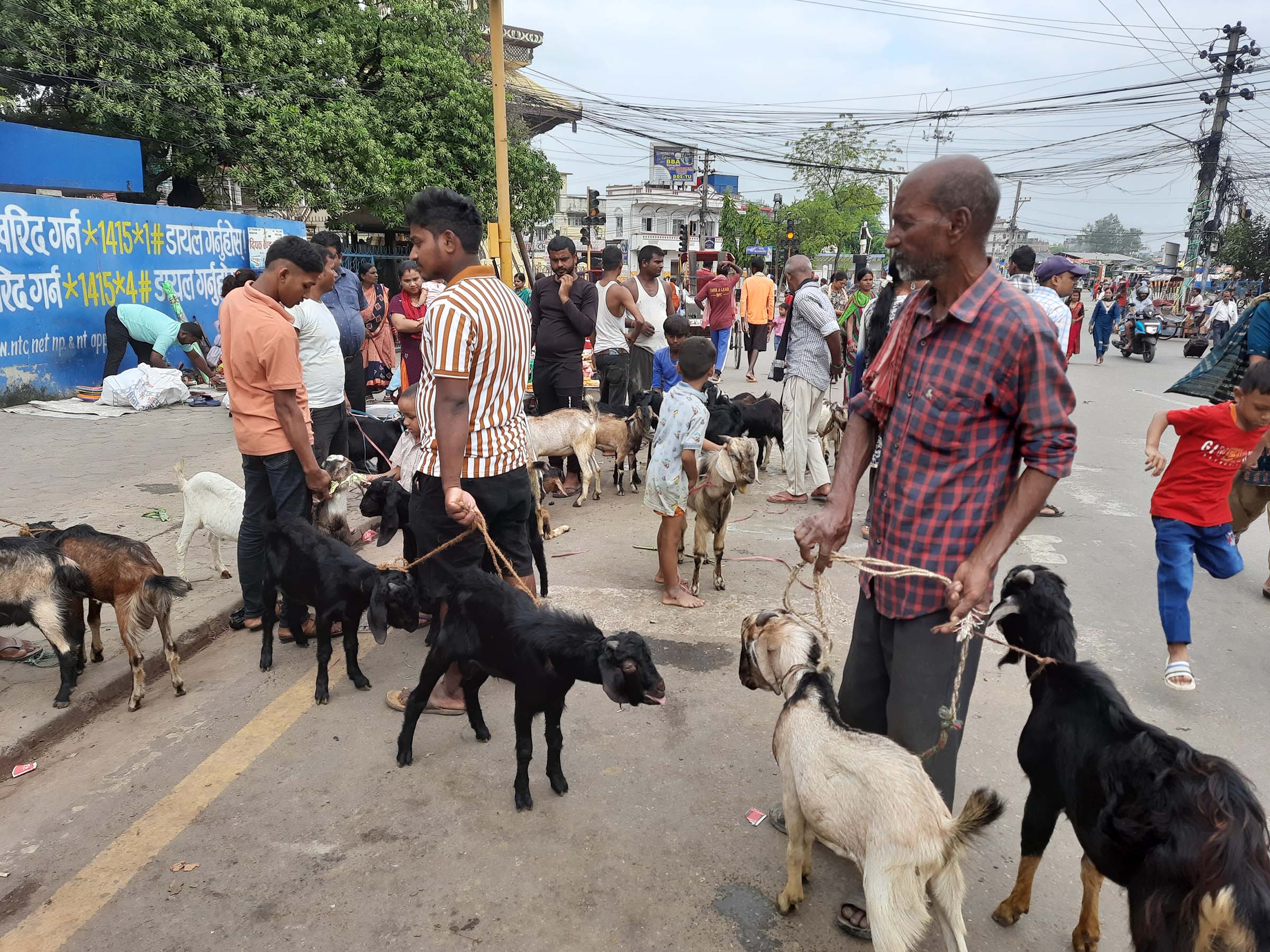 वीरगञ्जको घन्टाघरचोकमा दसैँका लागि बिक्रीमा राखिएका खसी बोका। यहाँ बारा जिल्लाबाट ल्याएर बिक्री गर्न लागिएको हो । तस्बिरः हिमाल लम्साल/रासस